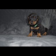 Dachshund (Standard &amp; Miniature) - Both