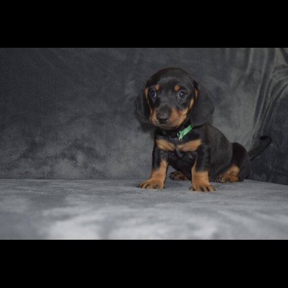 Dachshund (Standard &amp; Miniature) - Both