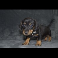 Dachshund (Standard &amp; Miniature) - Both