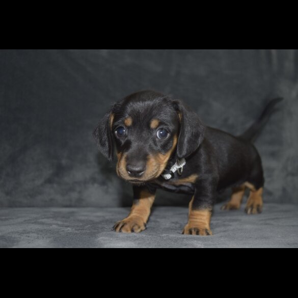 Dachshund (Standard &amp; Miniature) - Both