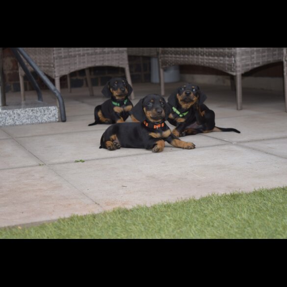 Dachshund (Standard &amp; Miniature) - Both