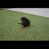 Dachshund (Standard &amp; Miniature) - Both