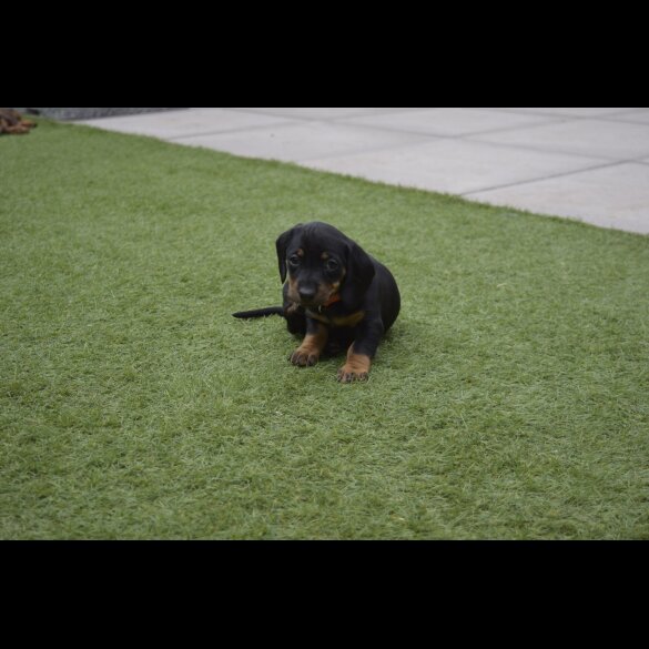Dachshund (Standard &amp; Miniature) - Both