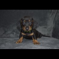 Dachshund (Standard &amp; Miniature) - Both