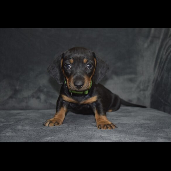 Dachshund (Standard &amp; Miniature) - Both