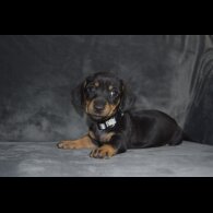 Dachshund (Standard &amp; Miniature) - Both