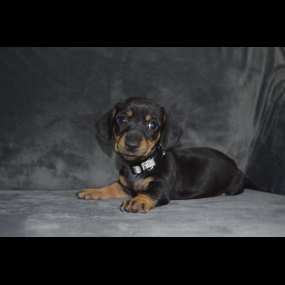 Dachshund (Standard &amp; Miniature) - Both
