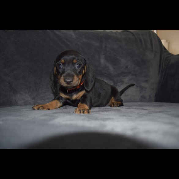 Dachshund (Standard &amp; Miniature) - Both