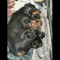 Dachshund (Standard &amp; Miniature) - Both