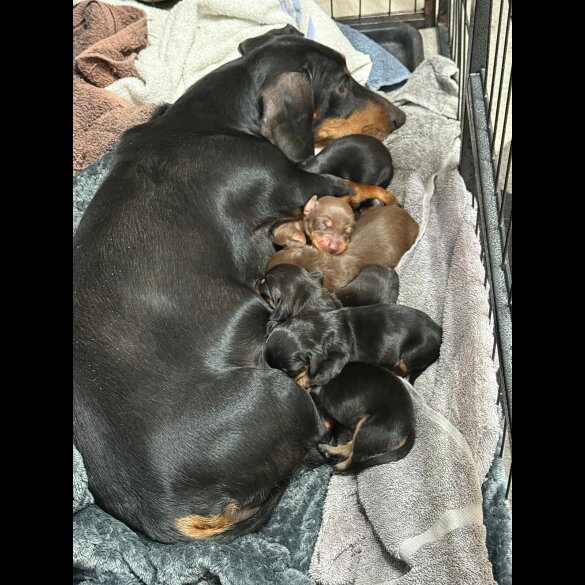 Dachshund (Standard &amp; Miniature) - Both