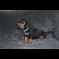Dachshund (Standard &amp; Miniature) - Both