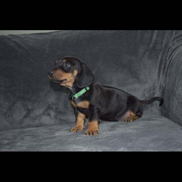 Dachshund (Standard &amp; Miniature) - Both