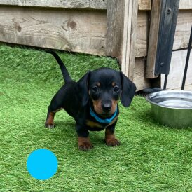 Dachshund (Standard &amp; Miniature) - Both