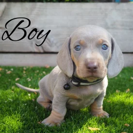 Dachshund (Standard &amp; Miniature) - Both