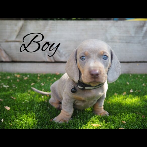 Dachshund (Standard &amp; Miniature) - Both