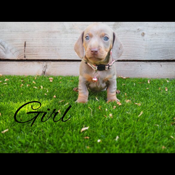 Dachshund (Standard &amp; Miniature) - Both