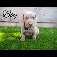 Dachshund (Standard &amp; Miniature) - Both