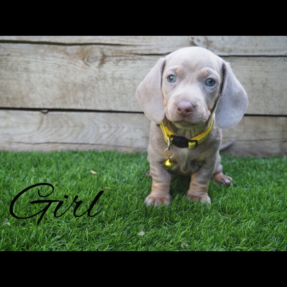 Dachshund (Standard &amp; Miniature) - Both