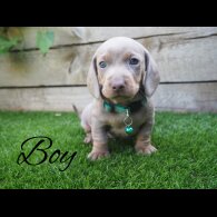 Dachshund (Standard &amp; Miniature) - Both