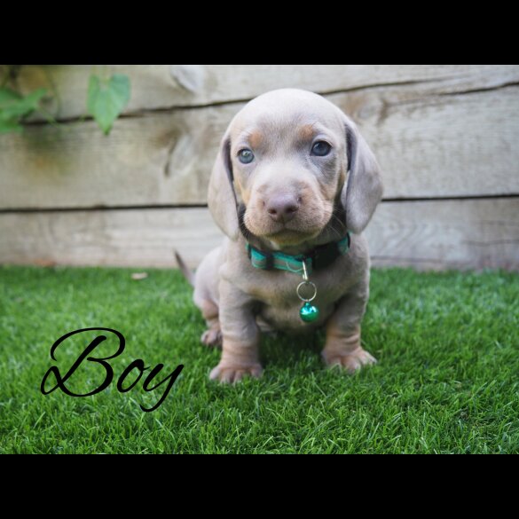 Dachshund (Standard &amp; Miniature) - Both