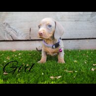 Dachshund (Standard &amp; Miniature) - Both