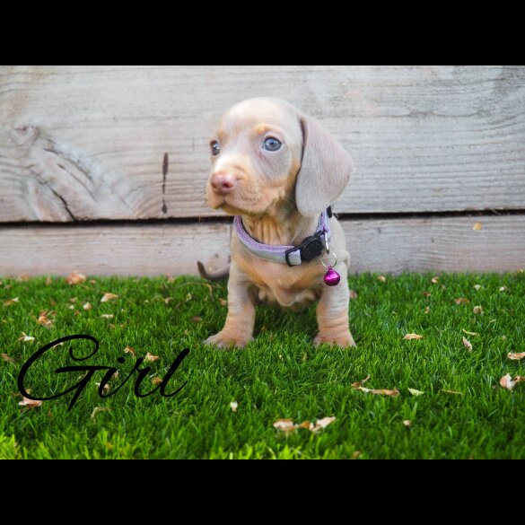 Dachshund (Standard &amp; Miniature) - Both
