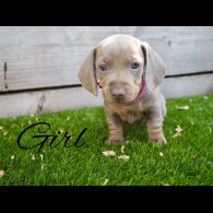 Dachshund (Standard &amp; Miniature) - Both