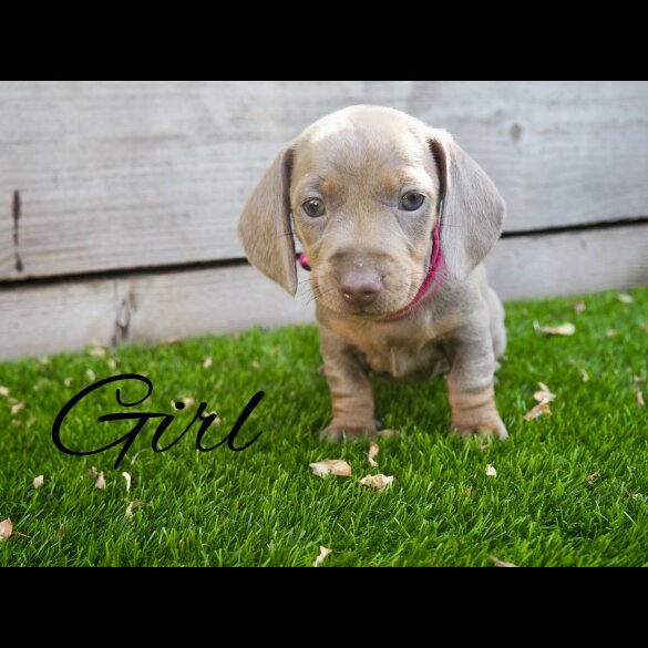 Dachshund (Standard &amp; Miniature) - Both