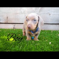 Dachshund (Standard &amp; Miniature) - Both