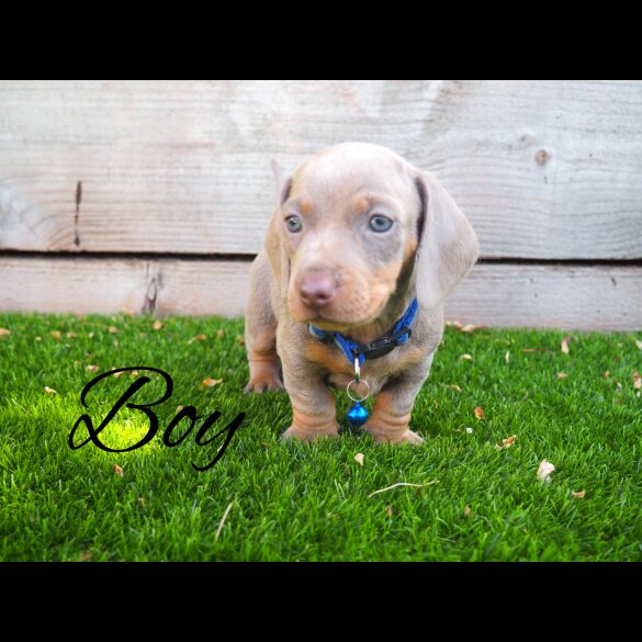 Dachshund (Standard &amp; Miniature) - Both