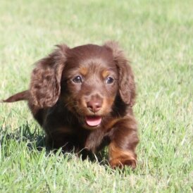 Dachshund (Standard &amp; Miniature) - Both
