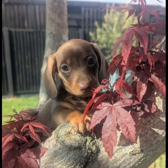 Dachshund (Standard &amp; Miniature) - Both