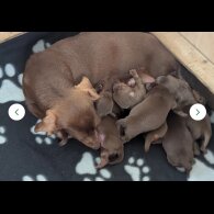 Dachshund (Standard &amp; Miniature) - Both