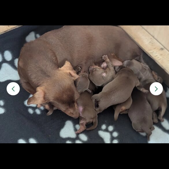 Dachshund (Standard &amp; Miniature) - Both