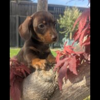 Dachshund (Standard &amp; Miniature) - Both