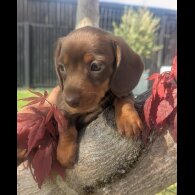 Dachshund (Standard &amp; Miniature) - Both