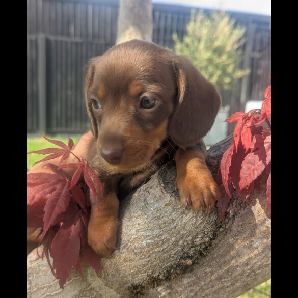 Dachshund (Standard &amp; Miniature) - Both