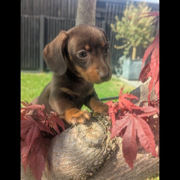 Dachshund (Standard &amp; Miniature) - Both