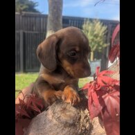 Dachshund (Standard &amp; Miniature) - Both