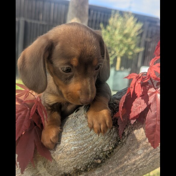 Dachshund (Standard &amp; Miniature) - Both