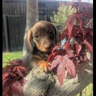 Dachshund (Standard &amp; Miniature) - Both