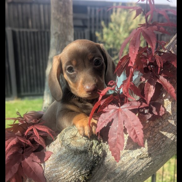 Dachshund (Standard &amp; Miniature) - Both