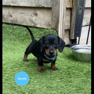 Dachshund (Standard &amp; Miniature) - Both