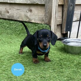 Dachshund (Standard &amp; Miniature) - Both