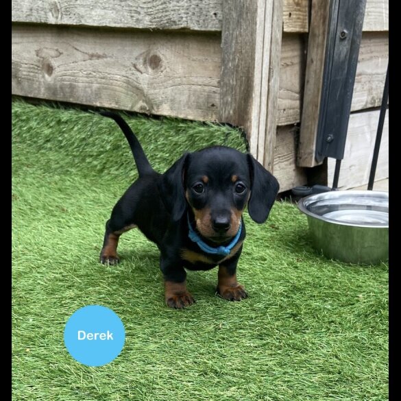 Dachshund (Standard &amp; Miniature) - Both