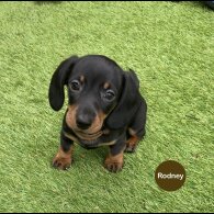 Dachshund (Standard &amp; Miniature) - Both