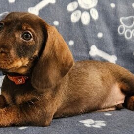 Dachshund (Standard &amp; Miniature) - Both
