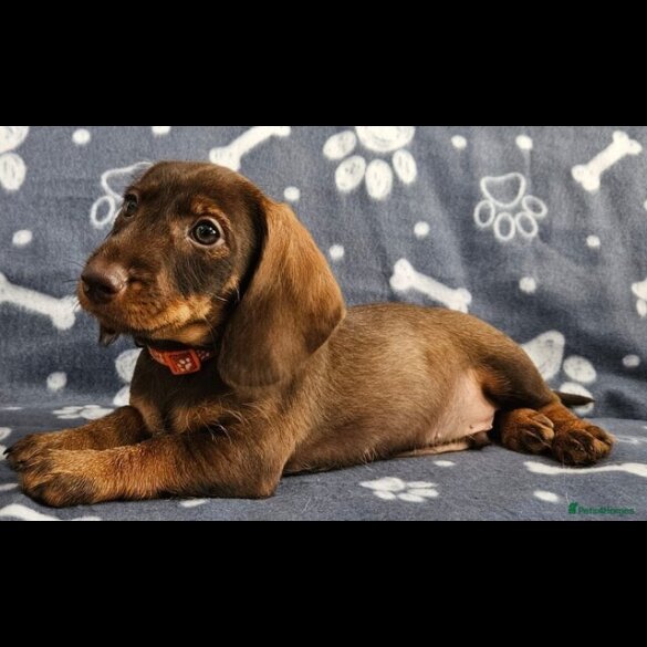 Dachshund (Standard &amp; Miniature) - Both