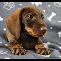 Dachshund (Standard &amp; Miniature) - Both