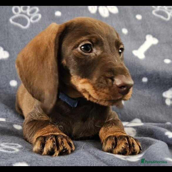 Dachshund (Standard &amp; Miniature) - Both